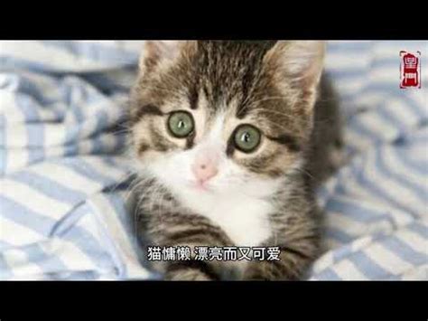 夢見 貓 風水英語